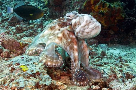 Malaysia Octopus Cyanea Diguising Itself As A Part Of The Coral Reef ...