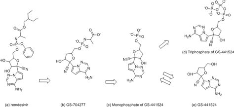 Metabolism of remdesivir (prodrug) into GS-41524 (parent drug) [4] | Download Scientific Diagram