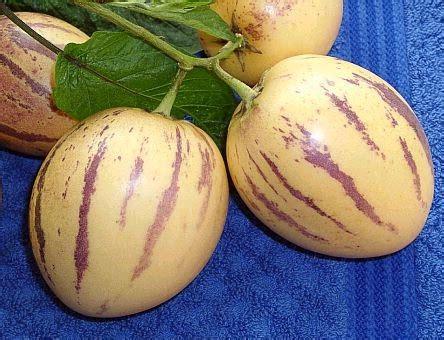 Pepino Fruit -- Solanum muricatum