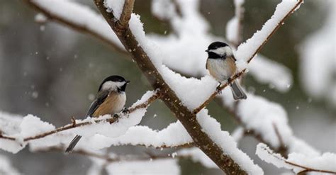 Winter Birdwatching: How Chickadees Keep Foraging Flocks Together | Lyric Wild Bird Food