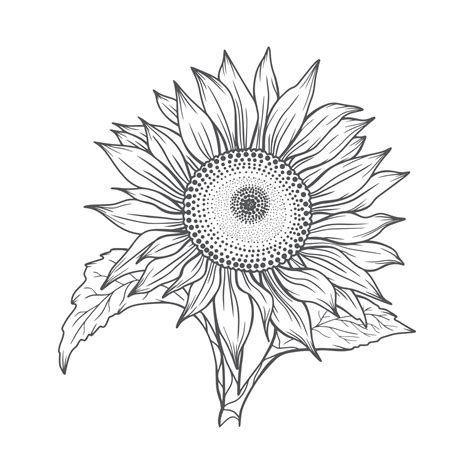 sunflower line art, sunflower line drawing, floral line drawing, sunflower outline 5104986 ...