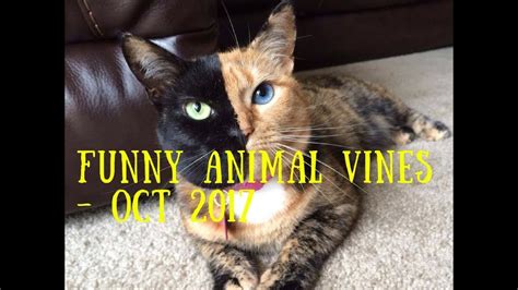 Funny Animal Vines October 2017 - http://JustFunStuff.me - YouTube