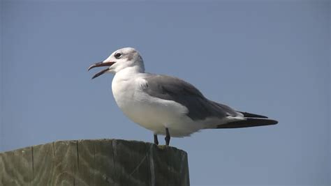 Seagull Stands On Pier Piling Stock Footage Video (100% Royalty-free) 3144322 | Shutterstock