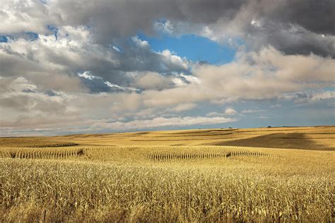 Iowa in November - Terraced Corn Fields on Autumn Day in Iowa ...