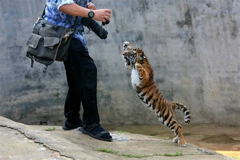 Baby tiger goes all ninja on photographer. - RealFunny