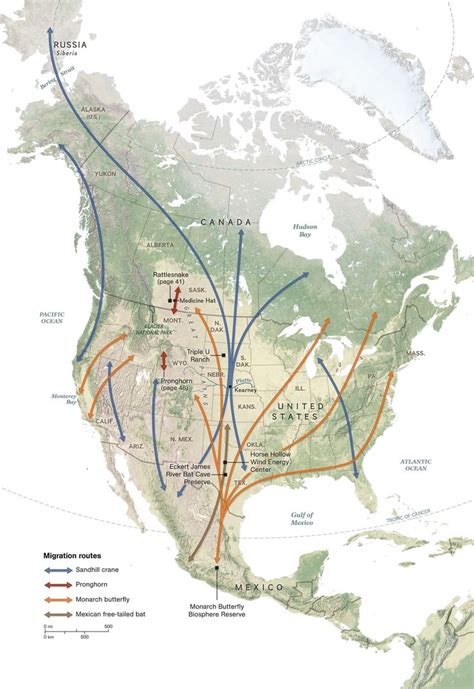 Explore the migration routes of several different species in North America. | Bird migration map ...