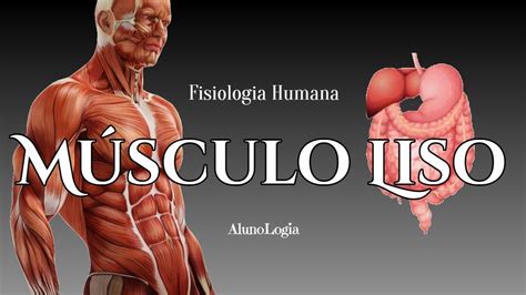 Músculos Lisos Anatomia Músculo Liso Sistema Muscular Y Cuerpo Humano ...