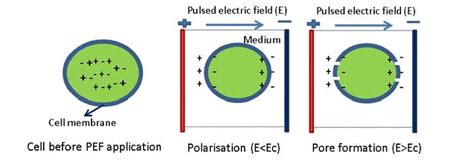 New application of Pulsed Electric Field in olive oil production - FSTDESK