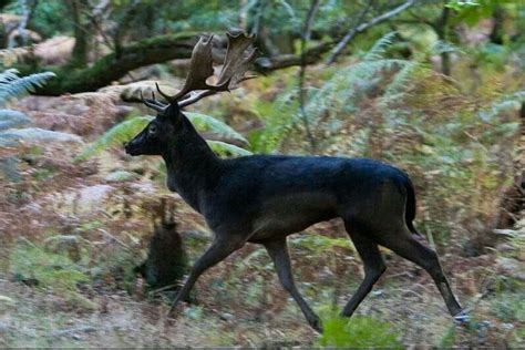 🔥 melanistic deer 🔥 : r/interestingasfuck