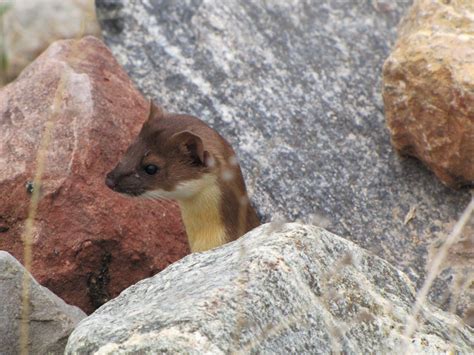 LONG-TAILED WEASEL | In summer coat | Bryant Olsen | Flickr