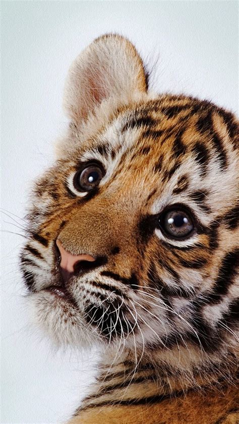 Tiger Cubs Wallpapers - Wallpaper Cave
