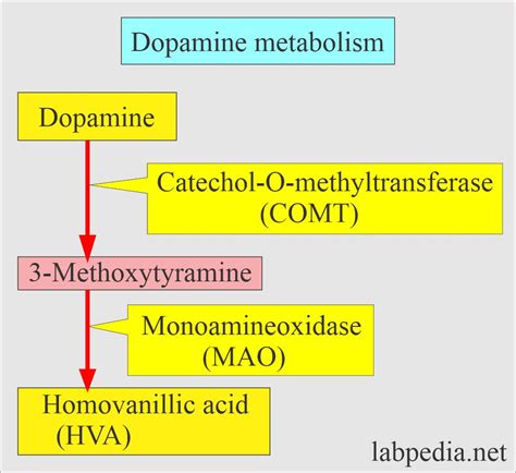 Why Test For Urine Catecholamines at Linda Chaires blog