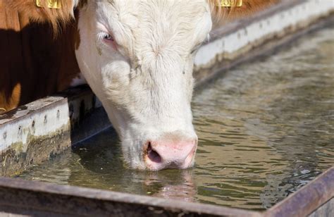 The impact of clean water for weight gain in cattle