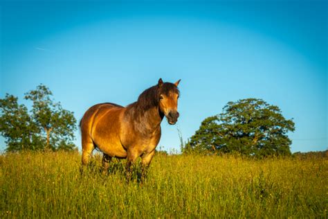 Horse Pasture Free Stock CC0 Photo - StockSnap.io