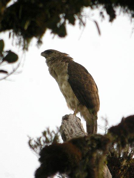 Papuan eagle - Wikipedia