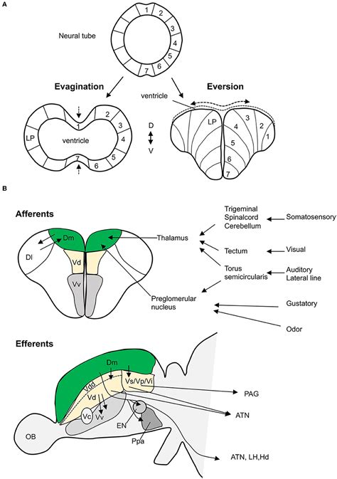 Frontiers | Integrated Behavioral, Genetic and Brain Circuit ...