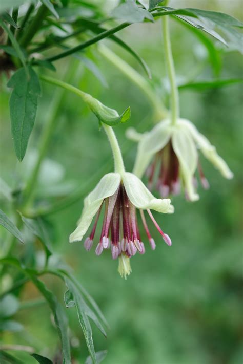 Winter Flowering Clematis (the finished shots) | Jason Ingram | Bristol photographer