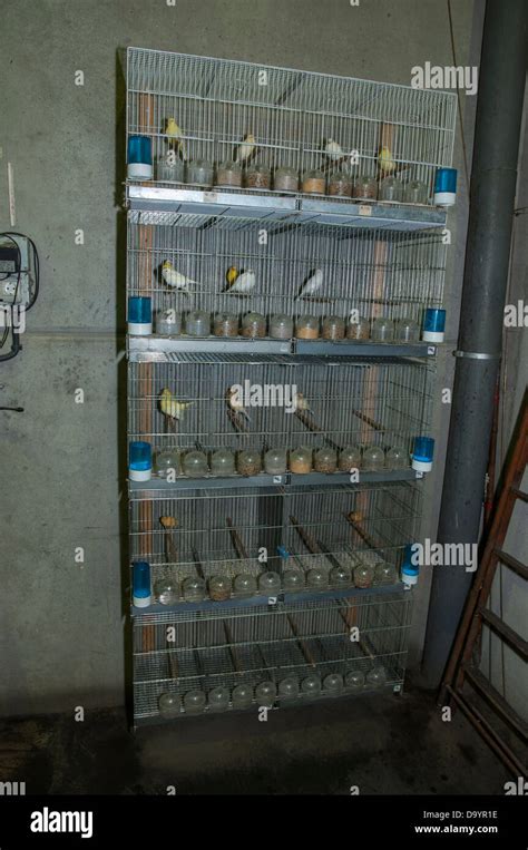 canary cages to breed canaries of all colors Stock Photo - Alamy