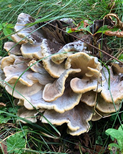 Thought this might be hen of the woods ? Anyone know what it is ? : mushroom_hunting