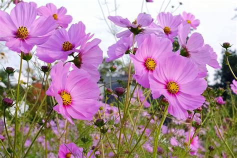 HD wallpaper: Pink cosmos flowers grows in a field., cosmos plant, pink flowers | Wallpaper Flare