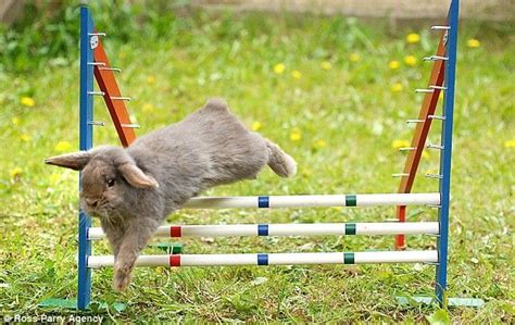 Competition of rabbits (5 pics) - Izismile.com