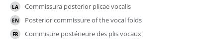 Commissura posterior plicae vocalis - e-Anatomy - IMAIOS