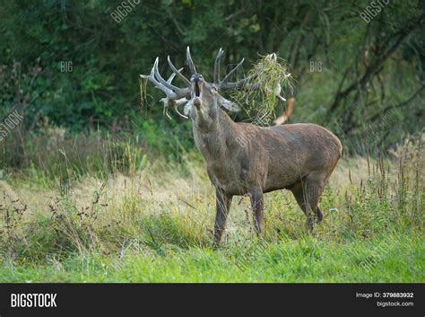 Red Deer Nature Image & Photo (Free Trial) | Bigstock