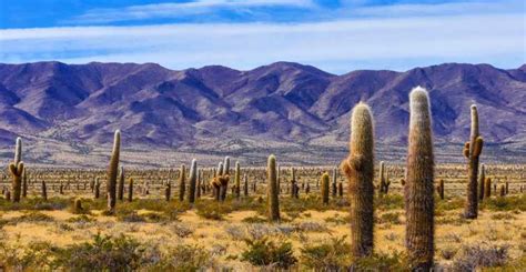 The BEST Salta Tours and Things to Do in 2024 - FREE Cancellation ...