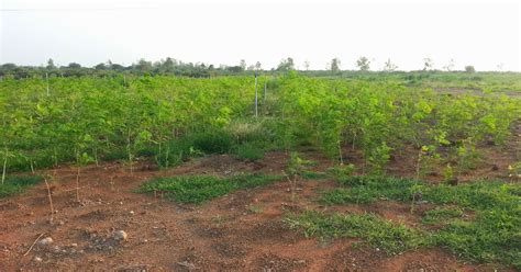 Techie2Aggie: Harvesting Moringa Leaves