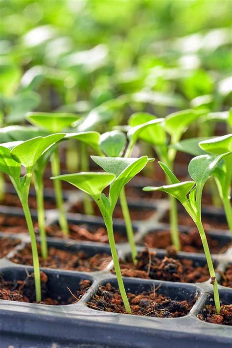 How to Grow Your Own Lettuce - Tips for Leaf and Head Types | Gardener ...