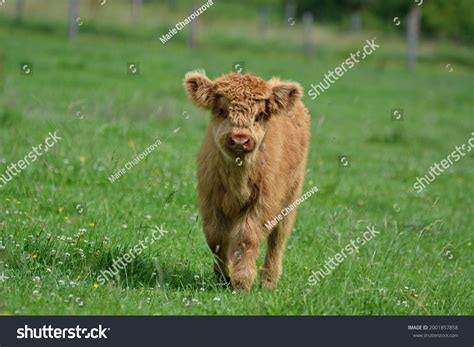 1,198 Baby Highland Cow Stock Photos, Images & Photography | Shutterstock