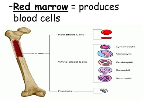 PPT - TOPIC : Locomotion Aim : Explain the life process of locomotion and bone structure ...