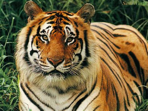 Free Wallpaper Dekstop: Tiger wallpaper, tiger wallpapers