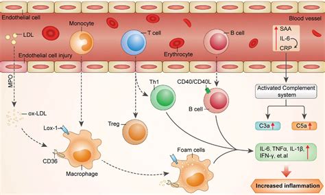 [PDF] Inflammatory biomarkers of coronary heart disease. | Semantic Scholar