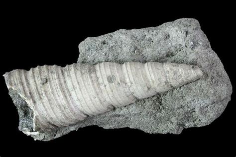 2.3" Cretaceous Turritella Fossil - Tennessee For Sale (#86218) - FossilEra.com