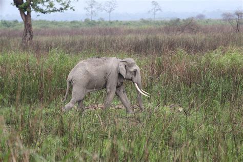 Elephant in grassland - PixaHive