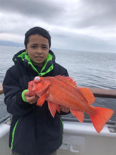 Fish Report - Limits of Rockfish