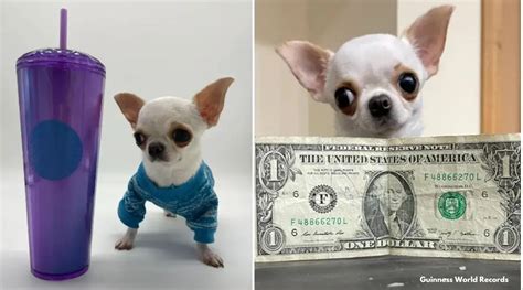 The world’s smallest dog is tinier than a popsicle stick | Trending News - The Indian Express