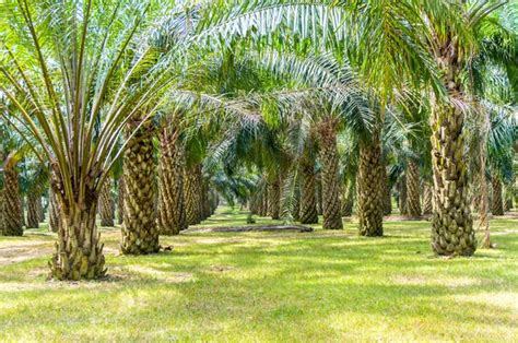 Cultivation Methods Of Oil Palm For Better Yields