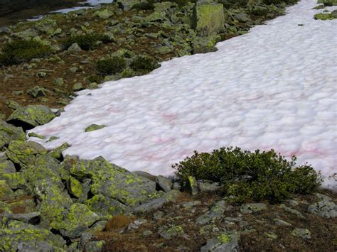 Natural red snow phenomenon caused by psychrophilic microalgae during ...