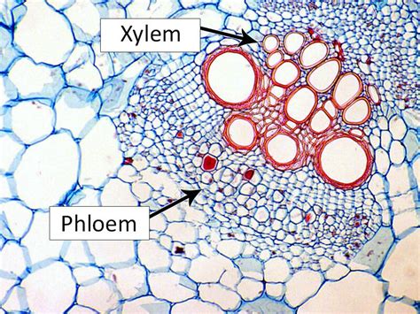 ⭐ Different cells of xylem and phloem. Difference Between Xylem and ...