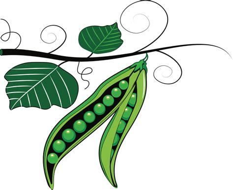 Peas clipart pea plant, Peas pea plant Transparent FREE for download on WebStockReview 2024