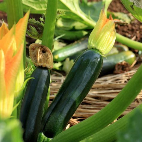 Black Beauty Zucchini Summer Squash Garden Seeds - 5 Lbs Bulk - Non-GMO ...