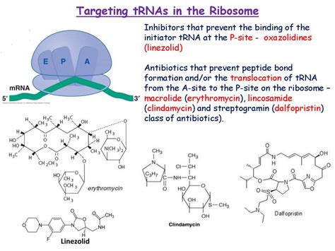 Antibiotics affecting codon phase-dependent binding of aminoacyl-tRNA ...