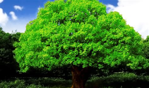 Best HD Every Wallpapers: Beautiful Big Green Tree Hd Wallpapers