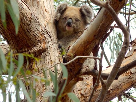 The Joyful Sun Diaries: TRACKED DOWN THE THE WILD KOALAS OF KANGAROO ISLAND