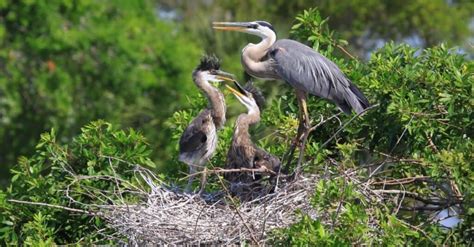 What do Great Blue Herons Eat? 15 Foods in their Diet - IMP WORLD