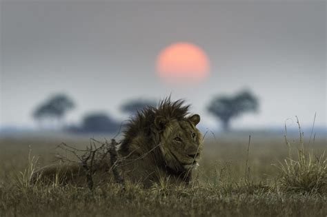 Africa Odyssey looks at BBC's new documentary Serengeti