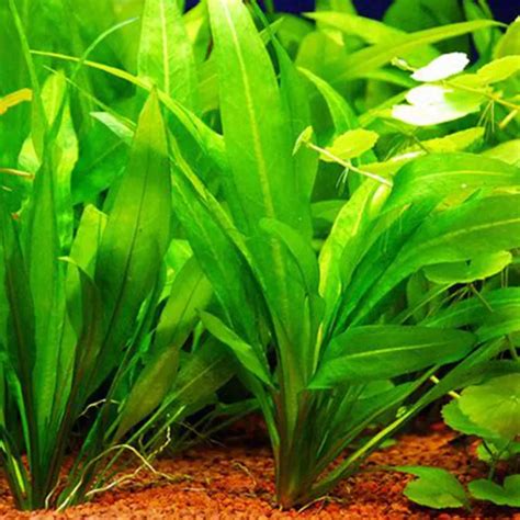 Amazon Sword Aquarium Plants, Echinodorus Amazonicus, Live Plants for Aquarium Tank, Aquarium ...