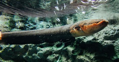 How much of a shock can an electric eel deliver? A scientist just found out first-hand